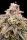 Advanced Seeds Animal Zookies - 3+1 feminisierte Samen