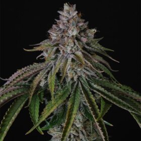 Paradise Seeds Velvet Mist - 5 feminisierte Samen