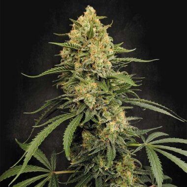Paradise Seeds Zesty Bliss - 5 feminisierte Samen