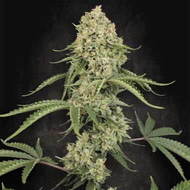 Paradise Seeds Tropical Fruit Cake - 5 feminisierte Samen