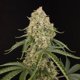Paradise Seeds Tropical Fruit Cake - 5 feminisierte Samen