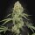 Paradise Seeds Tropical Fruit Cake - 5 feminisierte Samen
