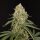 Paradise Seeds Tropical Fruit Cake - 5 feminisierte Samen
