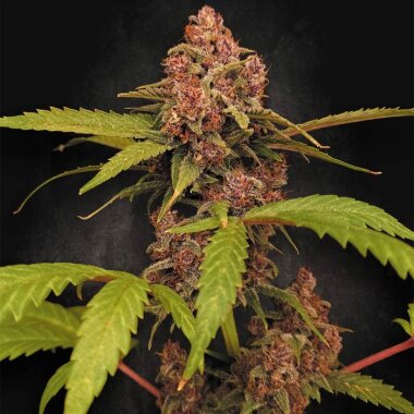 Paradise Seeds Banana Purple AUTO - 5 feminisierte Samen