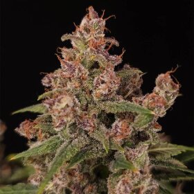 Paradise Seeds Banana Purple AUTO - 5 feminisierte Samen