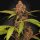 Paradise Seeds Banana Purple AUTO - 5 feminisierte Samen