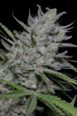 Big Head Seeds Bighead Superfast Auto - 5 feminisierte Samen