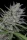Big Head Seeds Bighead Superfast Auto - 5 feminisierte Samen
