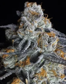 Big Head Seeds Crystal Gelato - 5 feminisierte Samen