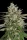 Big Head Seeds Gnasha - 10 feminisierte Samen