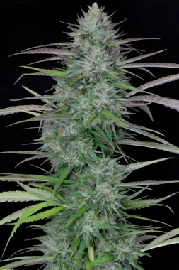 Big Head Seeds Gorilla Cookies - 5 feminisierte Samen