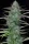 Big Head Seeds Gorilla Cookies AUTO - 5 feminisierte Samen