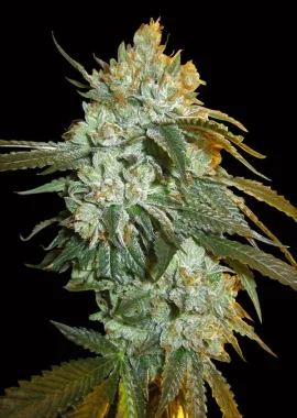 Big Head Seeds Head Stash AUTO - 10 feminisierte Samen