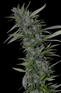 Big Head Seeds THC Pro - 10 feminisierte Samen
