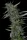 Big Head Seeds THC Pro - 10 feminisierte Samen