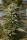 Big Head Seeds Trippy Gorilla AUTO - 5 feminisierte Samen