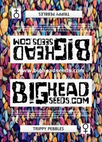 Big Head Seeds Trippy Pebbles - 5 feminisierte Samen