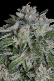 Big Head Seeds Watermelon Zkittelz - 5 feminisierte Samen