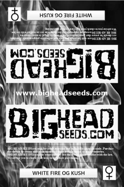 Big Head Seeds White Fire OG Kush - 5 feminisierte Samen