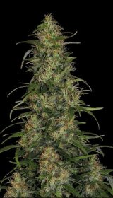 Serious Seeds Chronic CBD - 3 feminisierte Samen