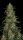 Serious Seeds Chronic CBD - 3 feminisierte Samen
