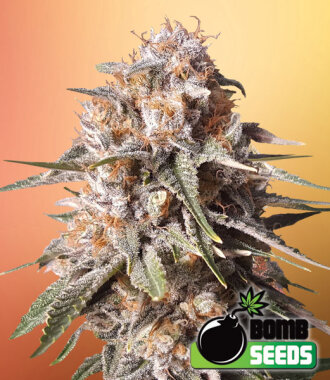 Bomb Seeds Baked Bomb AUTO - 5 feminisierte Samen