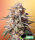 Bomb Seeds Baked Bomb AUTO - 5 feminisierte Samen