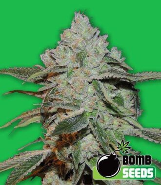 Bomb Seeds Atomic  - 5 feminisierte Samen