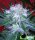 Bomb Seeds Auto Bomb AUTO  - 10 feminisierte Samen