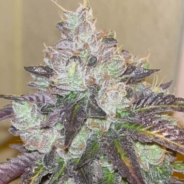 Karma Genetics Head Rush - 6 feminisierte Samen