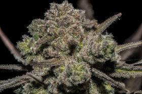 Sticky Buds Highribo 2.0 - 3 feminisierte Samen