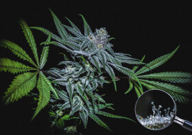 Sticky Buds Highribo 3.0 - 3 feminisierte Samen