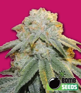 Bomb Seeds Bubble Bomb - 10 feminisierte Samen