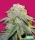 Bomb Seeds Bubble Bomb - 10 feminisierte Samen