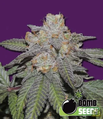 Bomb Seeds Cherry Bomb - 5 feminisierte Samen