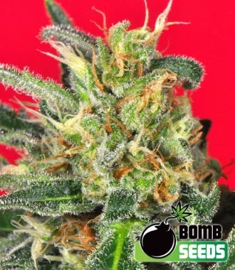 Bomb Seeds Cluster Bomb - 5 feminisierte Samen