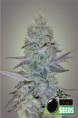 Bomb Seeds Cosmic Bomb AUTO  - 5 feminisierte Samen