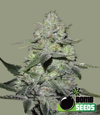 Bomb Seeds Gorilla Bomb - 10 feminisierte Samen