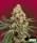 Bomb Seeds THC Fritters - 5 feminisierte Samen