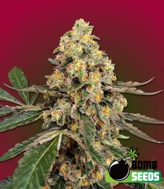 Bomb Seeds THC Fritters - 10 feminisierte Samen
