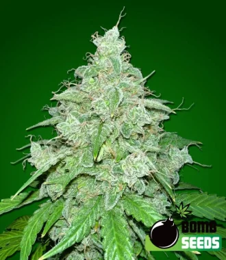 Bomb Seeds THC Fritters AUTO  - 10 feminisierte Samen