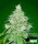Bomb Seeds THC Fritters AUTO  - 10 feminisierte Samen