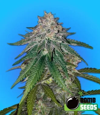 Bomb Seeds Zkittlez Gum Bomb - 5 feminisierte Samen