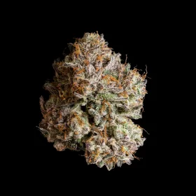Wizard Trees Genetics Obsidian - 3 feminisierte Samen