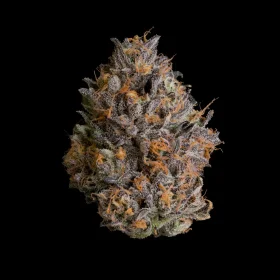 Wizard Trees Genetics Black Bow - 3 feminisierte Samen