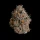 Wizard Trees Genetics Black Bow - 3 feminisierte Samen