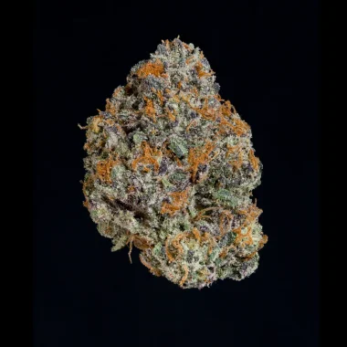 Wizard Trees Genetics Potion - 3 feminisierte Samen