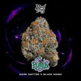 Wizard Trees Genetics Potion - 3 feminisierte Samen