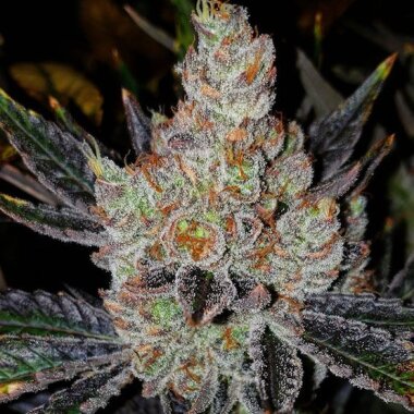 Ethos Genetics 10th Planet R1 - 5 feminisierte Samen