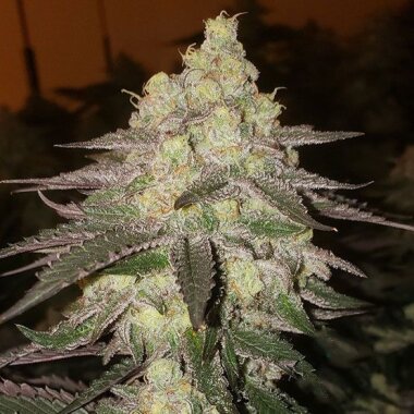 Ethos Genetics Banana Daddy RBX2 AUTO - 6 Automatische Samen